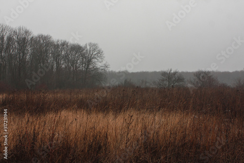 Ukrainian forest and steppe in winter when there is little snow. Open spaces with dry grass.