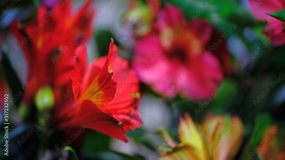  Flower buds Defocused blurred floral background for holiday cards.