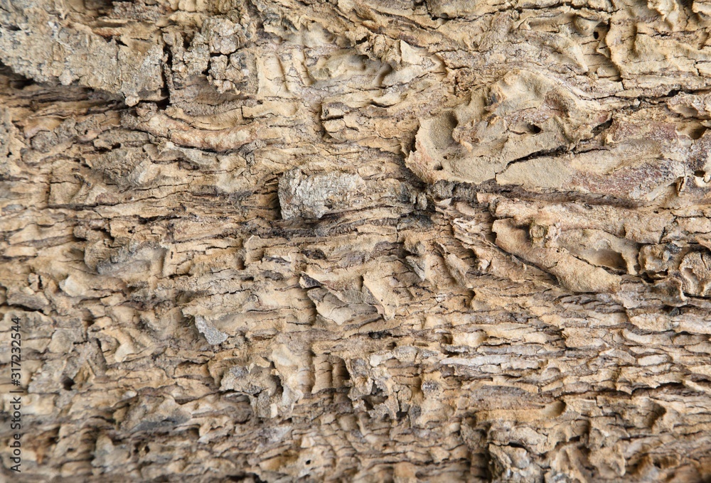 Bark of Elm. trunk of tree ,Seamless Tile able background Texture. Bark of Elm. trunk of tree ,Seamless Tile able background Texture.