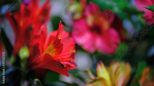  Flower buds Defocused blurred floral background for holiday cards. © Vitaly Loz