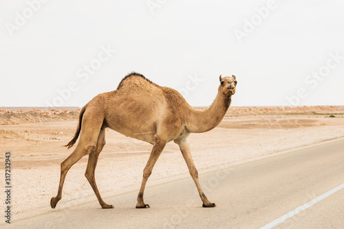 Closeup view of arabian camel (dromedary) crossing the road against desert background