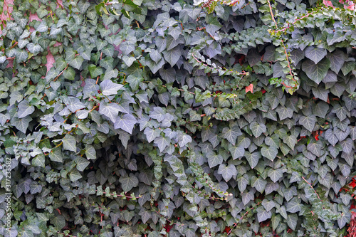 Ivy texture on the wall