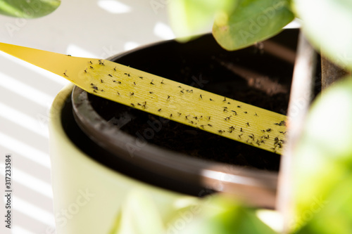 House plant with yellow sticky tape full of fungus gnats photo