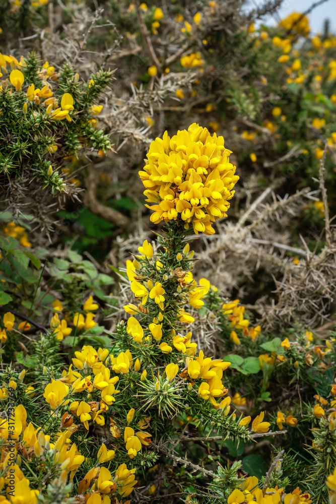 Furze bush with yellow blossoms in spring
