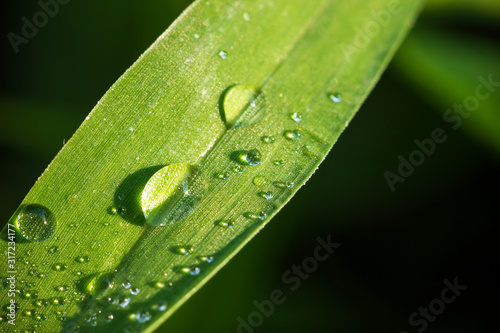Dew on leaf in meadow. Closeup and copy space. Concept of rainy season.