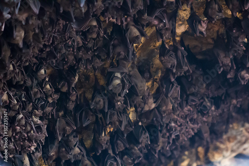 Lot of bats hanging in dark cave Pura Goa Lawah Temple on Bali, soft focus
