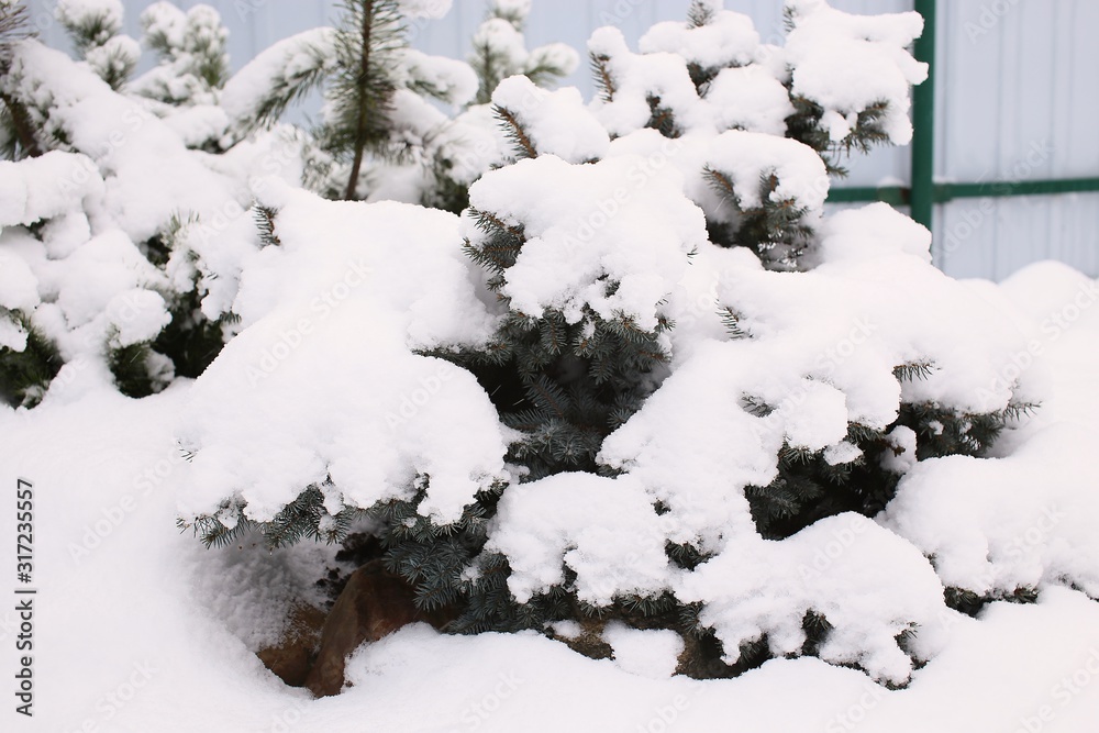 Spruce legs green under fluffy white snow sheltered in winter Spruce legs green under fluffy white snow sheltered in winter