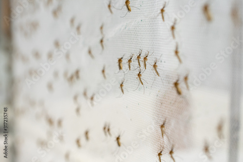 mosquito on insect net close up.