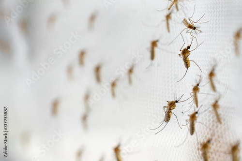 mosquito on insect net close up. photo