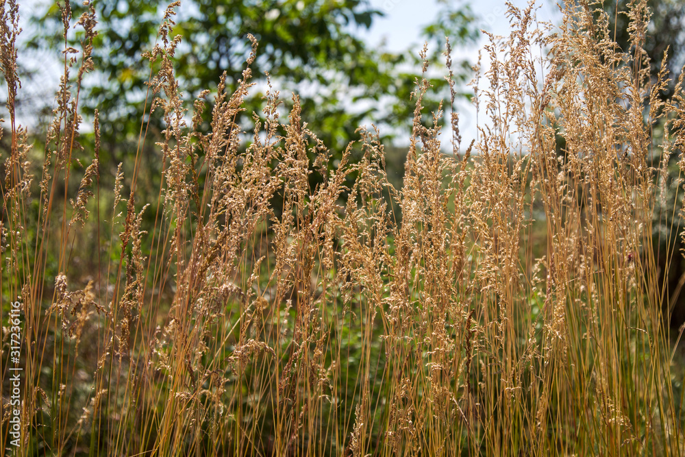 Long grass in a meadow close-up with bright sunlight during a golden sunset. Beautiful autumn lyrical landscape. Background for rest and relaxation