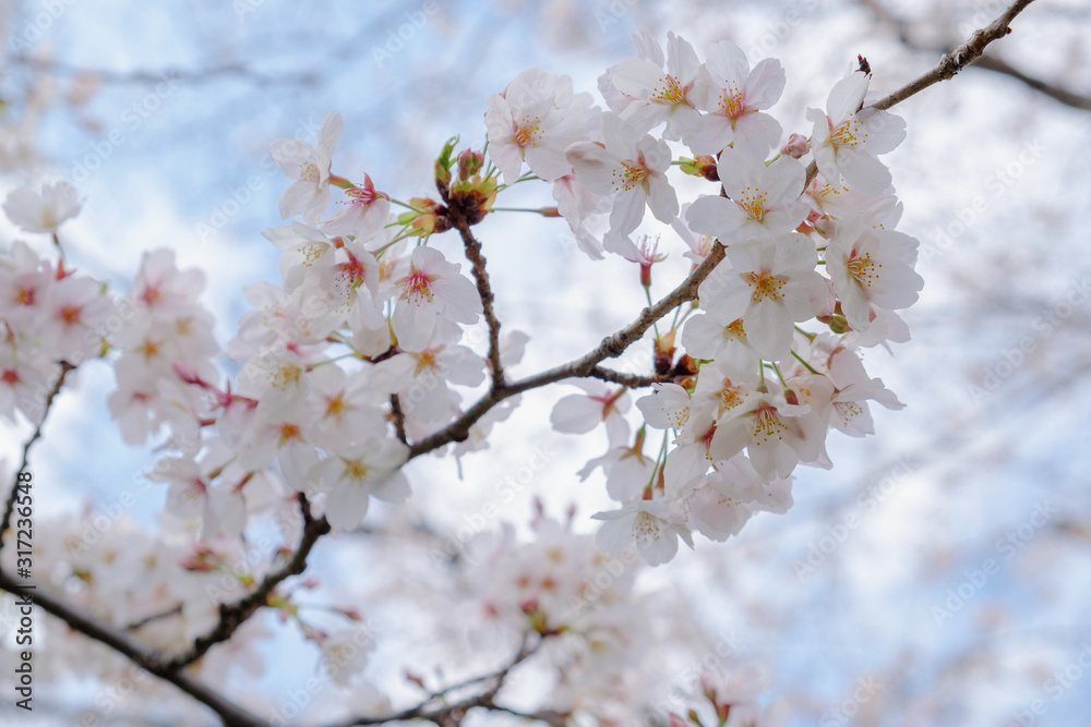 桜の背景 桜の背景