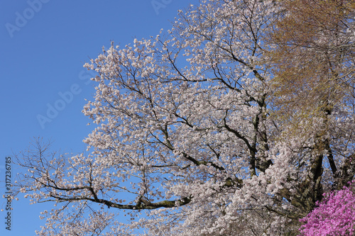 桜満開