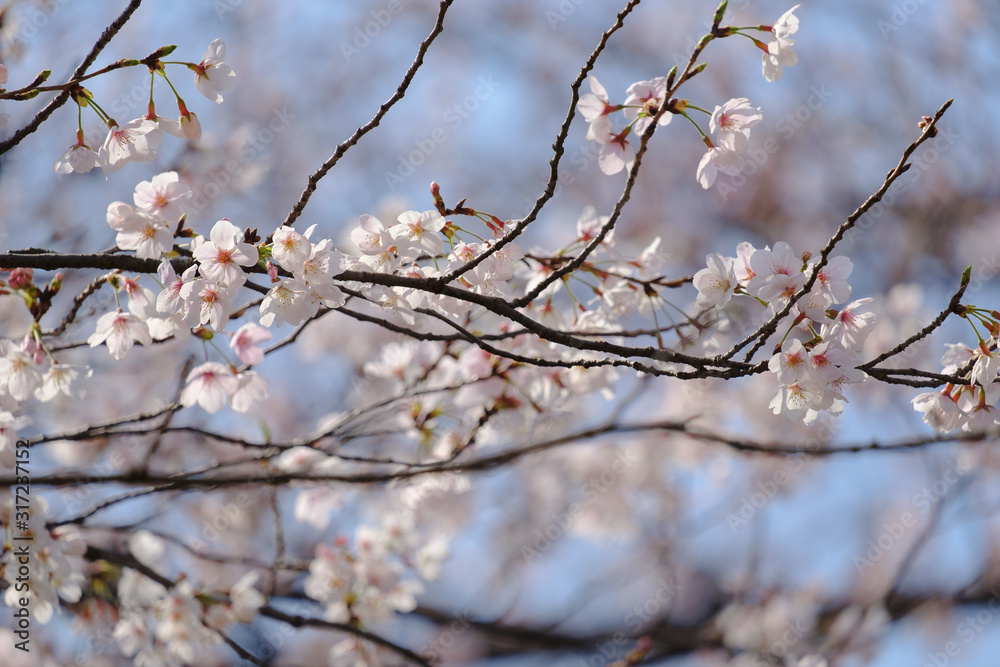 桜の背景