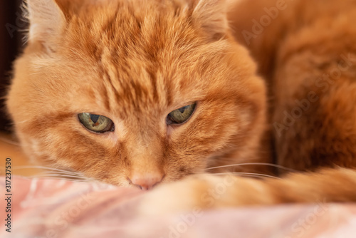 Sleepy red cat. Selective focus on eyes.