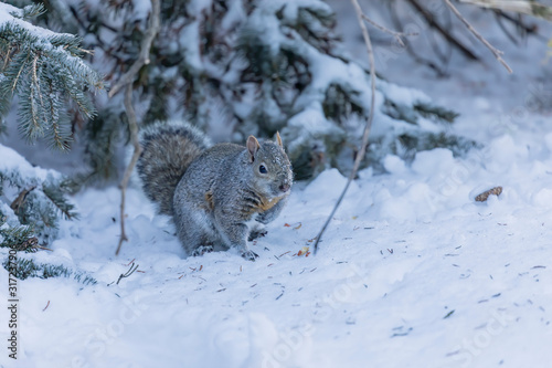 Squirrel. Eastern gray squirrel in the snow, natural scene from wisconsin © Denny