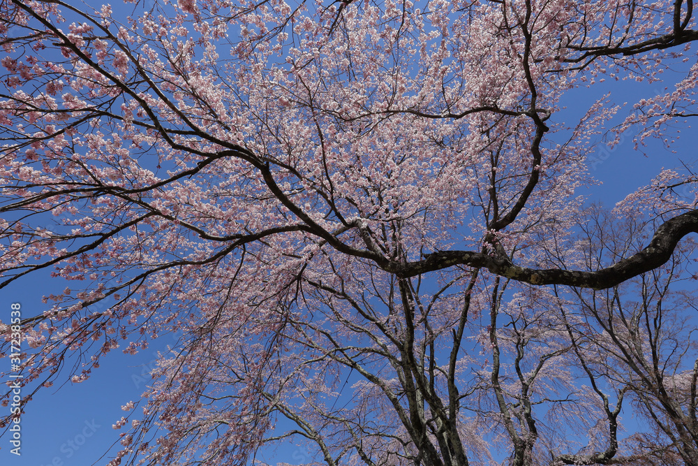 枝垂れ桜 枝垂れ桜