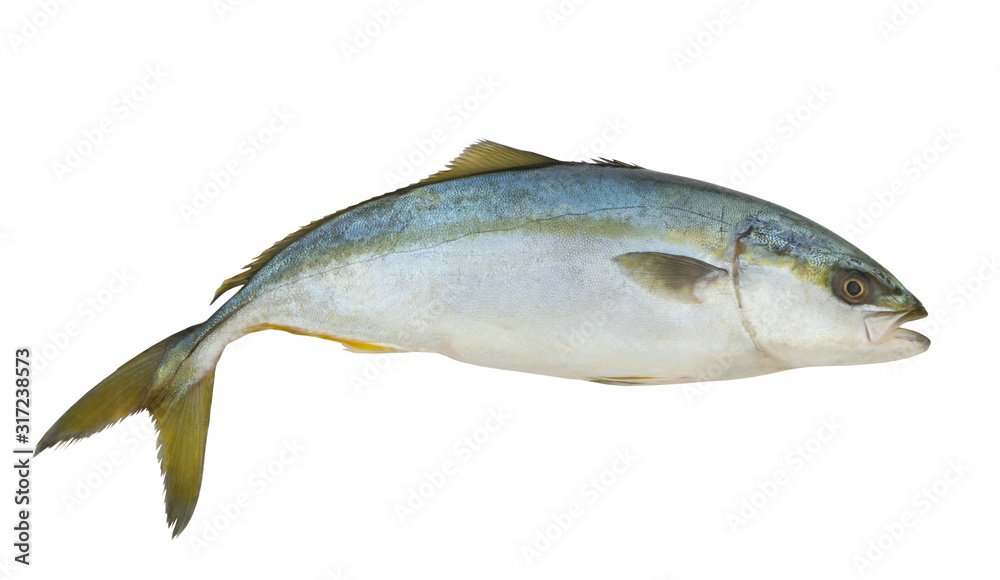 Amberjack fish isolated on white background Amberjack fish isolated on white background