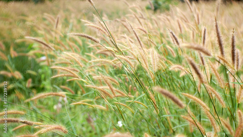 grass in the field nature background. soft cattails flower outdoor summer grass in the field nature background. soft cattails flower outdoor summer