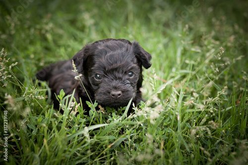 Two tiny black puppy of Russian color lap dog on the grass