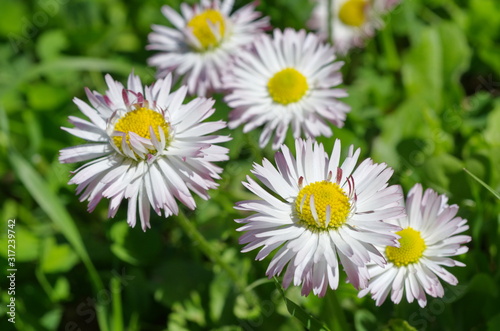 Fototapeta Naklejka Na Ścianę i Meble -  Perennial daisies (lat. Bellis perennis) close-up
