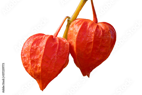 Physalis alkekengi var. franchetii 'Zwerg' fruit with husk commonly known as Chinese Lantern cut out and isolated on a white background photo