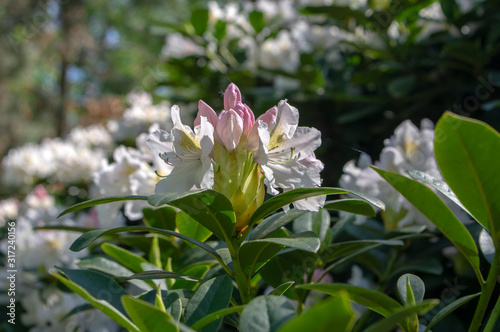 Rhododendron Madame Masson white flowers with yellow dots in bloom  flowering evergreen shrub  green leaves