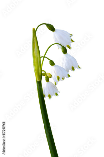 Leucojum aestivum 'Gravetye Giant' a white bell shaped spring flower bulb commomly known as  summer snowflake or Loddon lily cut out and isolated on a white background photo
