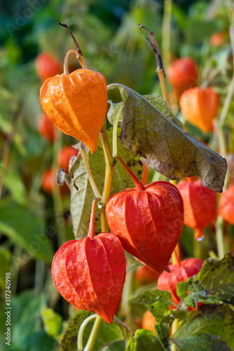 Foto Physalis alkekengi var
