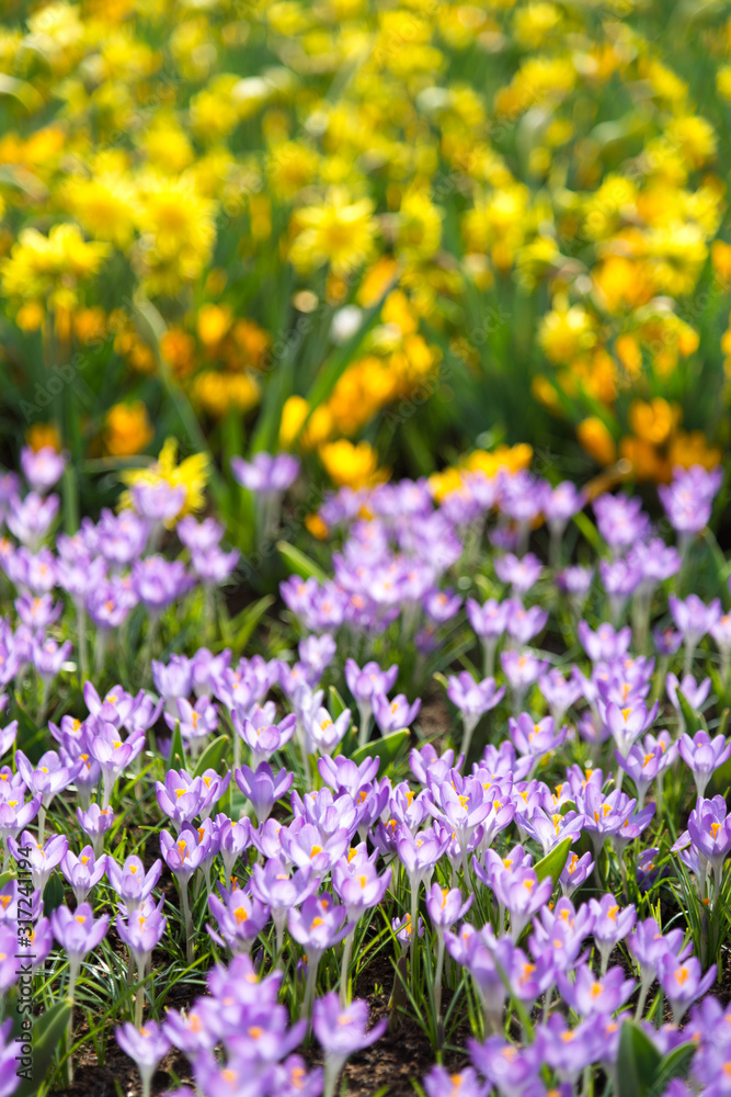 Fototapeta premium A plain of yellow and purple wildflowers split into two