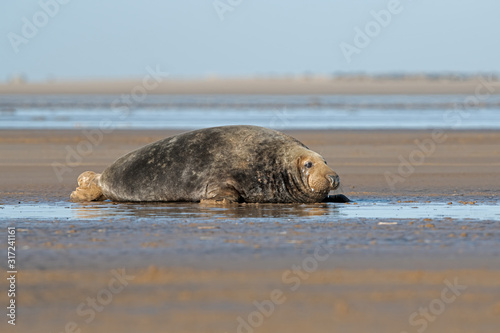 Male Atlantic Grey Seal (Halichoerus grypus) on a beach in pupping season