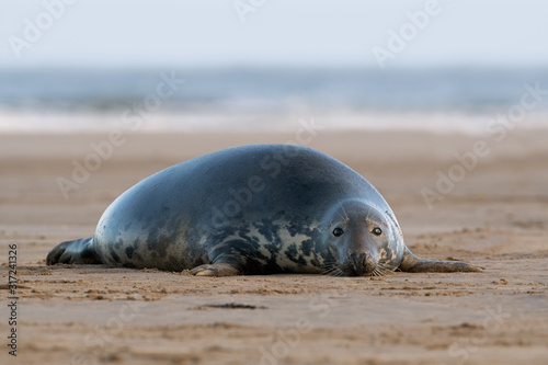 Female Atlantic Grey Seal (Halichoerus grypus) on the beach in pupping season