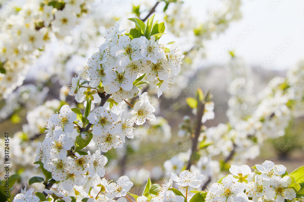Flowering fruit tree branch on a spring day Flowering fruit tree branch on a spring day