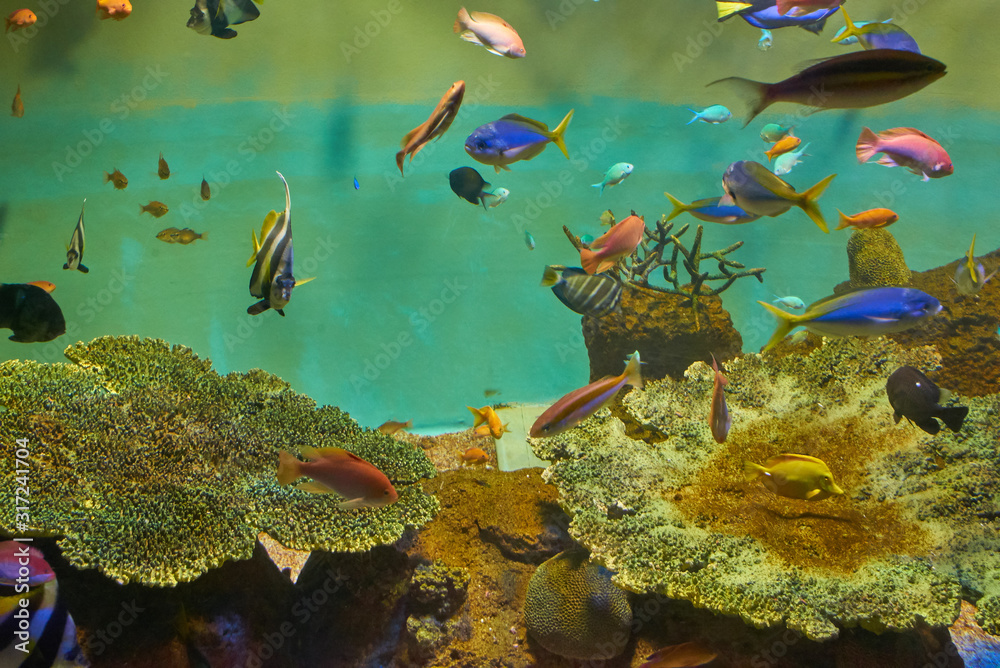 Fototapeta premium 宮島水族館