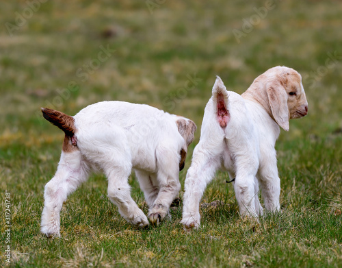 two baby goats in meadow