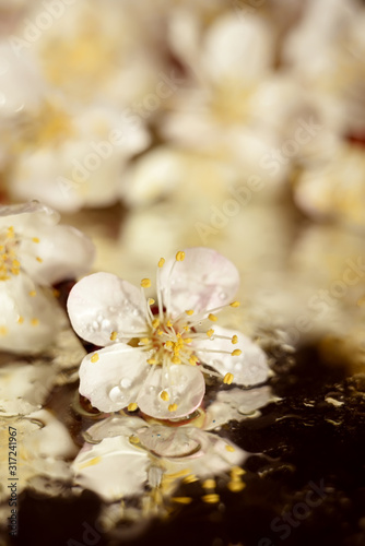 Delicate spring white flowers of a cherry tree. Branches with white flowers on a wet surface. Spring mood. Soft selective focus.