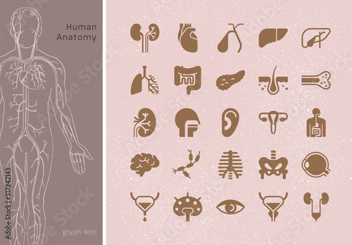 Large set of linear vector icons of human organs with signatures.