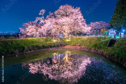 single cherry blossom tree is in full bloom, fukuoka, japan photo