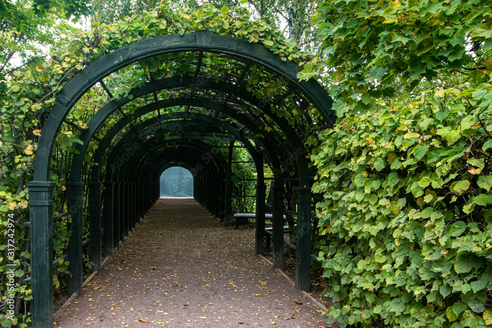 Naklejka premium Autumn. Arch decorated with climbing plants in the park Kuskovo. Moscow