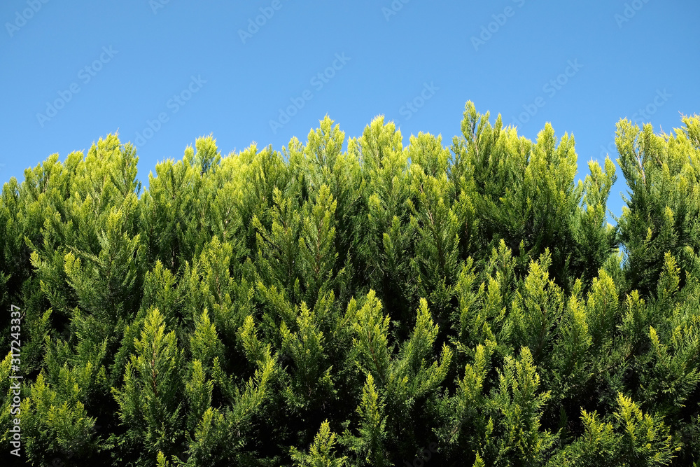 Fence from dense thickets of coniferous trees before clear cloudless sky as background close up Fence from dense thickets of coniferous trees before clear cloudless sky as background close up