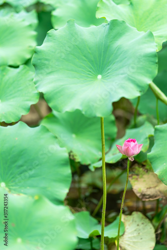 A beautiful pink waterlily or lotus flower in pond © gjp311