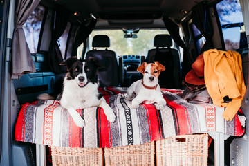 two cute dogs in a van, border collie and jack russell relaxing. travel concept