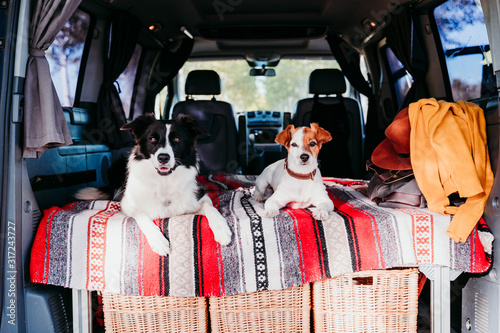 two cute dogs in a van, border collie and jack russell relaxing. travel concept