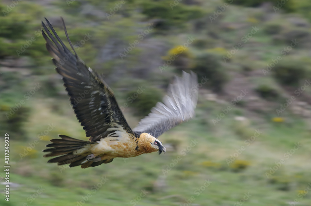 Bearded vulture, Gypaetus barbatus, in flight Bearded vulture, Gypaetus barbatus, in flight