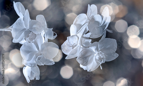 white orchid on black background - monochromatic picture photo