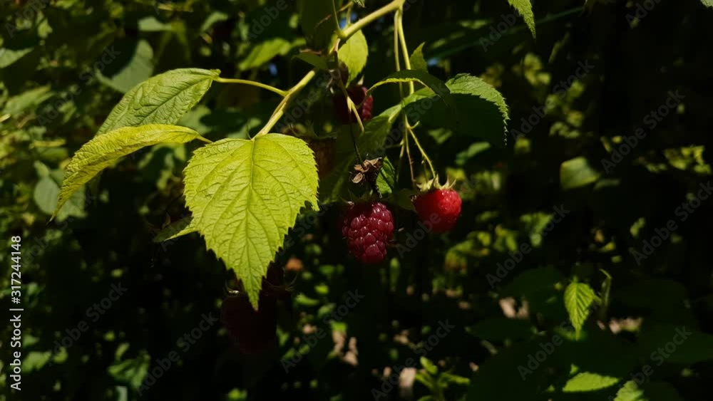 Branch with the ripe red raspberries on the farm waving on the wind, Close Up shot Branch with the ripe red raspberries on the farm waving on the wind, Close Up shot