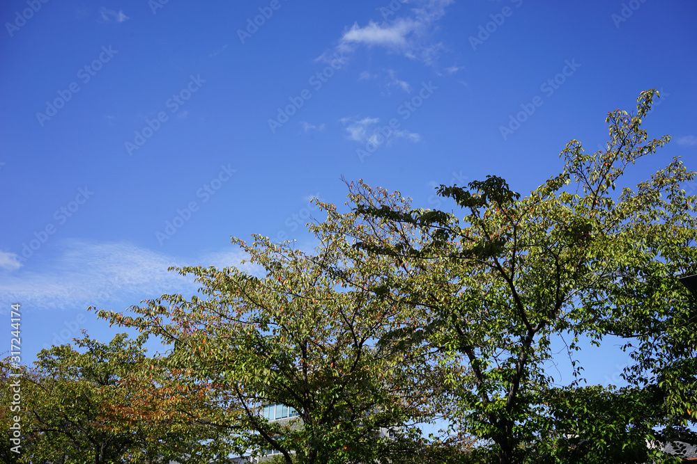 Obraz premium 青空と桜並木