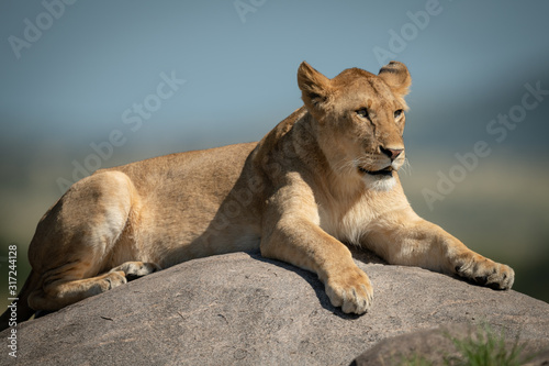 Lioness lies on kopje with blurred background