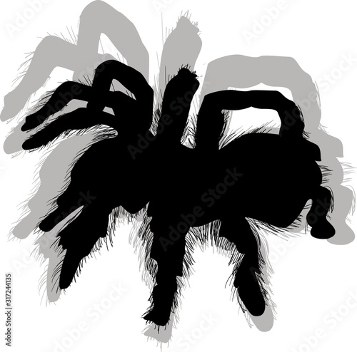hairy black spider with shadow on white
