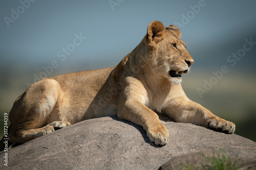 Lioness lies on rock with bokeh background