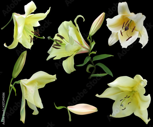 light yellow five lily blooms isolated on black